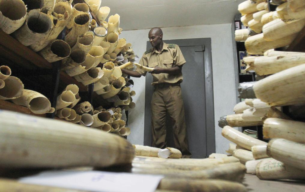 What Were the Major Challenges Faced by Traders on the Ivory Trade Route?